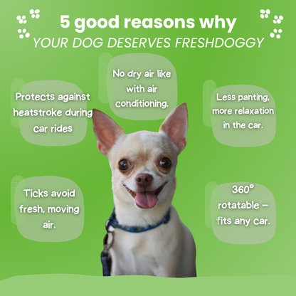 FreshDoggy | Car Gadget Winner 2026